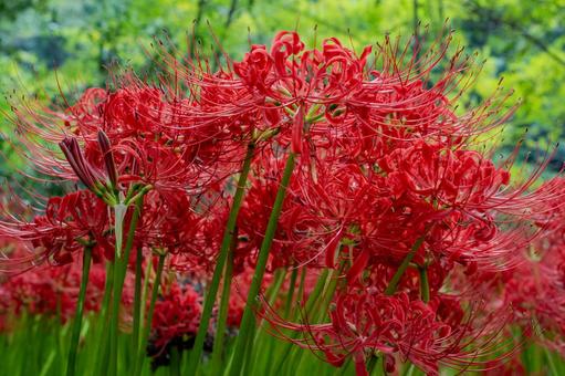 巾着田曼珠沙華公園周辺の景色 巾着田曼珠沙華公園周辺の景色 巾着田,曼珠沙華,公園の写真素材
