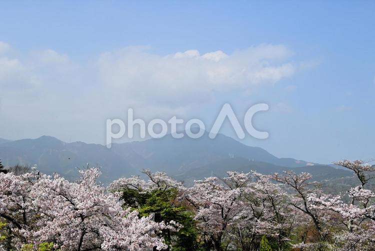 さくら満開の山頂から丹沢をのぞむ さくら,春,弘法山の写真素材