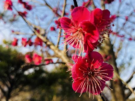 夕暮れの紅梅 夕暮れの紅梅の写真