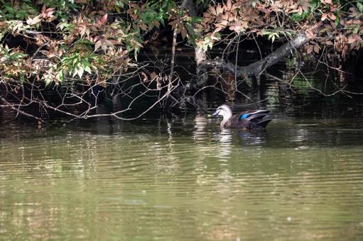 カルガモ(104) カルガモ(104) 鳥,カルガモ,野鳥の写真素材