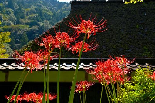 三州足助屋敷の彼岸花 三州足助屋敷の彼岸花 彼岸花,ヒガンバナ,曼珠沙華の写真素材
