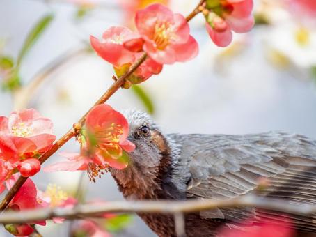 ボケの花とヒヨドリ ボケの花とヒヨドリの写真