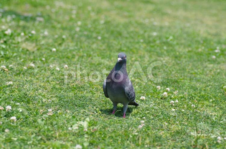 シロツメクサとハト はと,カワラバト,ドバトの写真素材