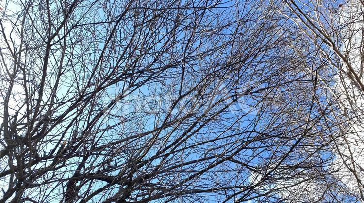 冬の樹木と青空07 木,冬,空の写真素材