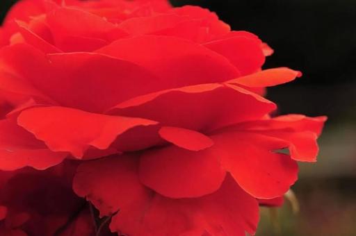 バラ バラの写真