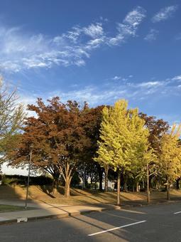 秋の公園の木々 秋,公園,木々の写真素材