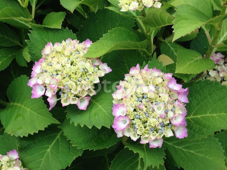 紫陽花　4 紫陽花,アジサイ,あじさいの写真素材