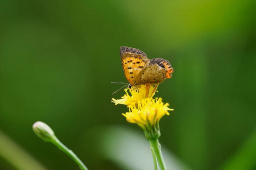 ベニシジミ⒄ ベニシジミ⒄ 初夏,昆虫,チョウの写真素材