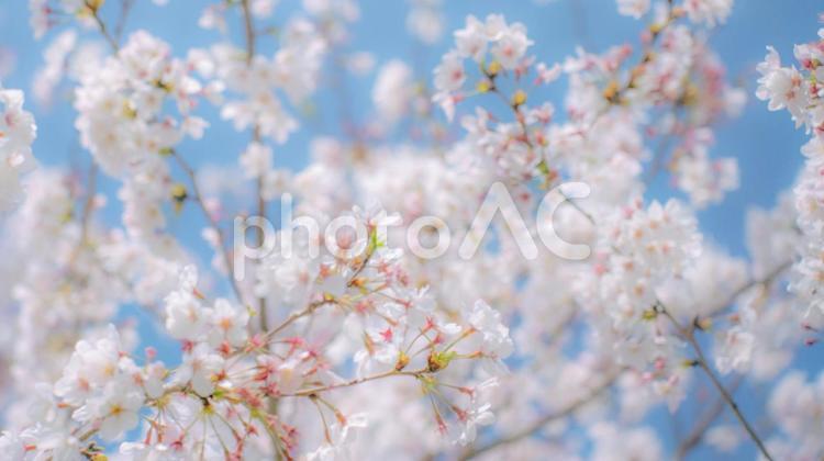 満開の桜と爽やかな空 桜,さくら,サクラの写真素材