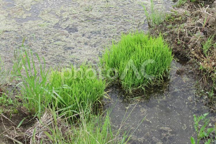 田植えが済み、残してある苗 苗,米,水田の写真素材