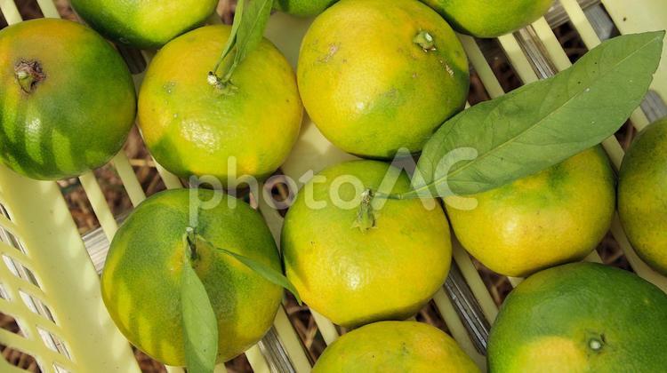 味覚の秋 早生みかん 味覚の秋 早生みかん 早生みかん,果物,蜜柑の写真素材