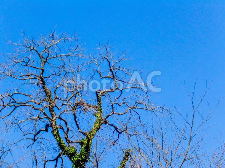冬の桜と青空 冬,桜,木の写真素材