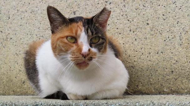 あざと可愛い表情を見せるもふもふな三毛猫 あざと可愛い表情を見せるもふもふな三毛猫の写真