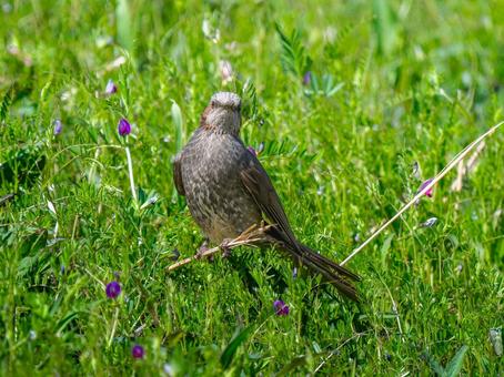 枝にとまるヒヨドリの写真