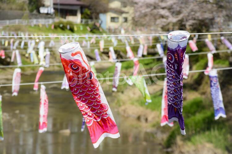 桜と鯉のぼり 4月,5月,お花見の写真素材
