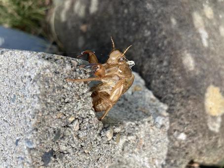 セミのぬけがら セミのぬけがら セミのぬけがら,夏,セミの写真素材