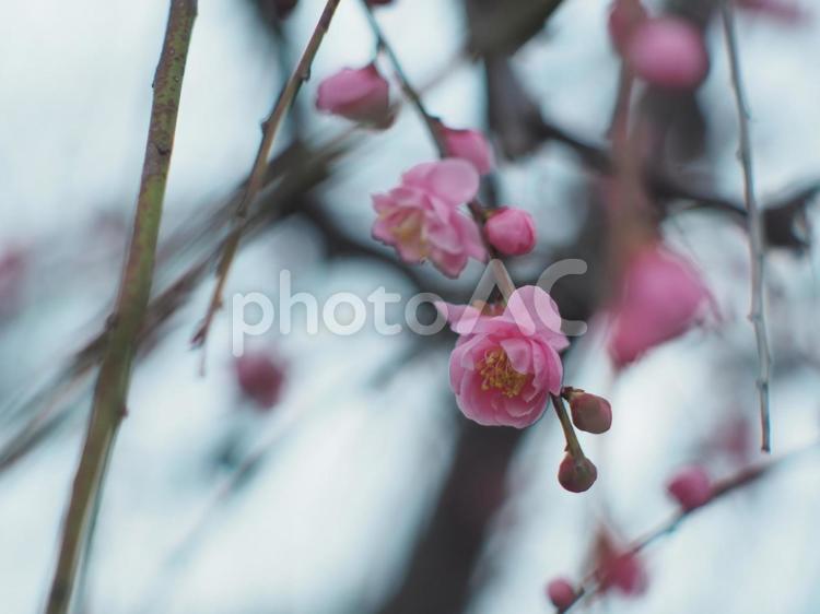 梅 梅,梅の木,観梅の写真素材