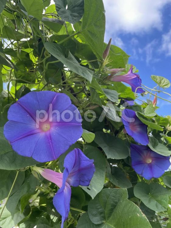あさがお あさがお,紫,花の写真素材
