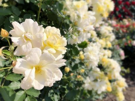バラの花 白 バラの花 白の写真