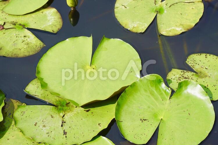 はすの浮き葉 はす,葉,浮き葉の写真素材