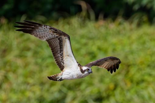 飛ぶミサゴ ミサゴ,鶚,ウオタカの写真素材
