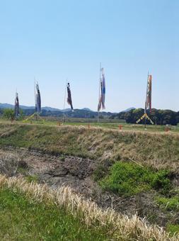 鯉のぼり（無風） 鯉のぼり,こどもの日,端午の節句の写真素材