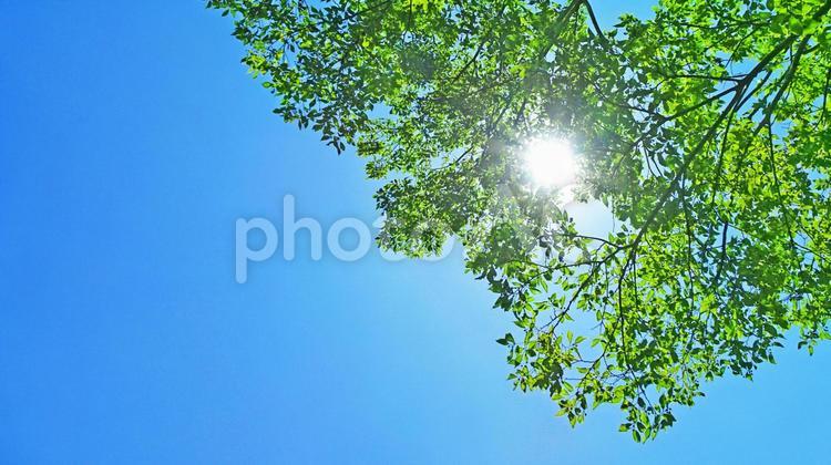 樹木と空 木漏れ日,木洩れ日,樹木の写真素材