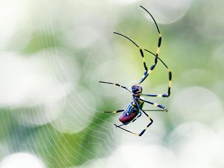 巣をつくる蜘蛛 蜘蛛,蜘蛛の巣,作るの写真素材