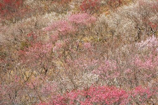 満開の紅梅と白梅のある風景 梅,迎春,梅の花の写真素材