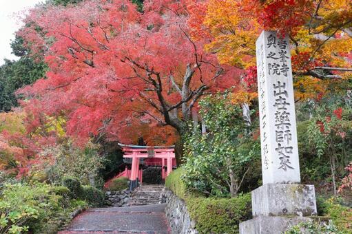 善峯寺　奥の院への参道 善峯寺,奥の院,参道の写真素材
