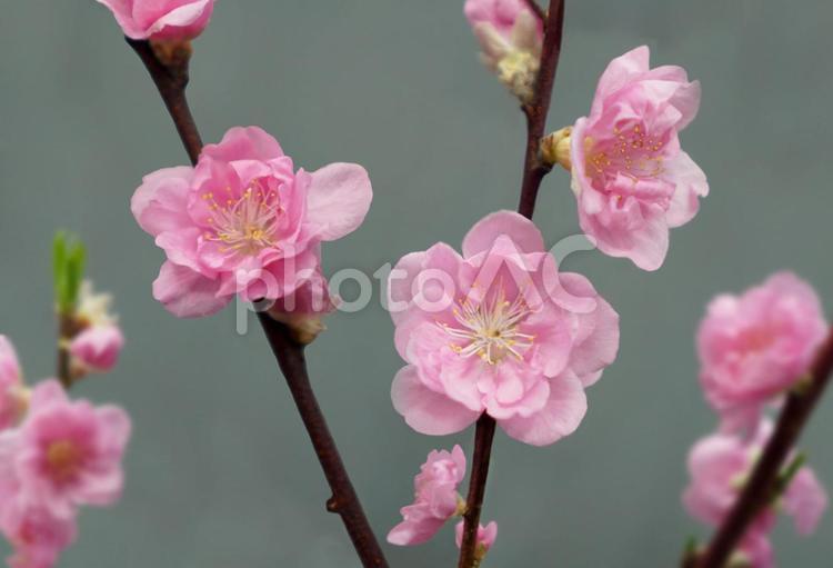春を感じる「桃の花」 花桃,ハナモモ,桃の花の写真素材