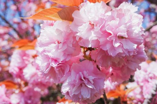八重桜 八重桜の写真