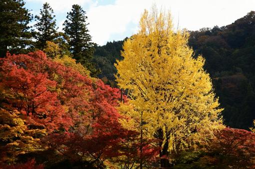 香嵐渓の紅葉 香嵐渓の紅葉 紅葉,秋,モミジの写真素材