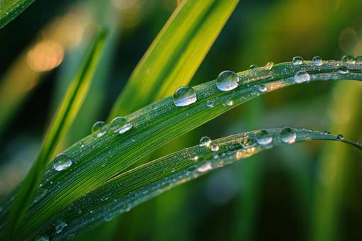生命力あふれる、早朝の緑の草むら 生命力あふれる、早朝の緑の草むらの写真