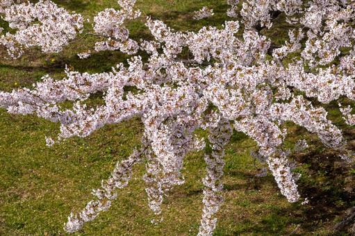 枝をいっぱいに広げる満開の桜 枝をいっぱいに広げる満開の桜 桜,愛らしい,広げるの写真素材