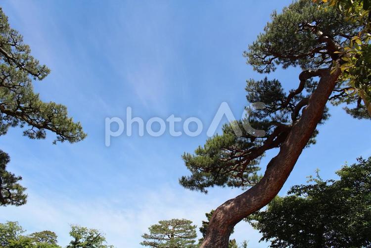 青空に伸びる松の木 松の木,木,何人もありませんの写真素材