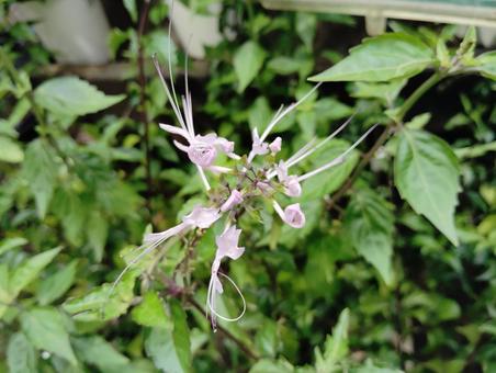 ネコノヒゲ 花,咲く,咲いたの写真素材