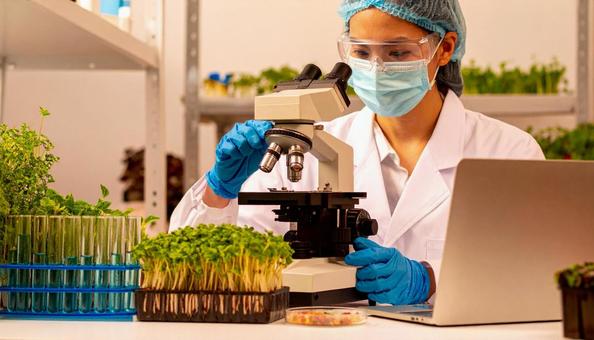 研究所で顕微鏡をのぞく女性の研究者 研究所で顕微鏡をのぞく女性の研究者の写真