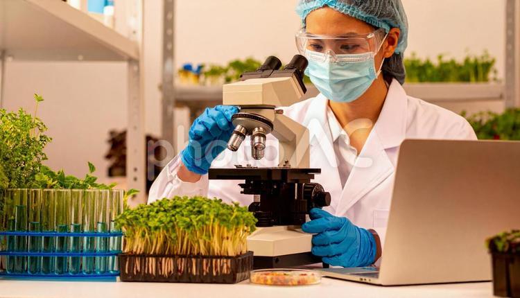 研究所で顕微鏡をのぞく女性の研究者 植物,顕微鏡,試験管の写真素材
