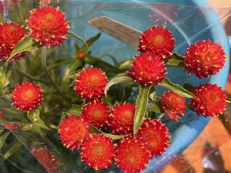 赤い千日草 ストロベリーフィールド 赤い千日草 ストロベリーフィールドの写真