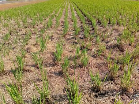 稲刈り後の田んぼ 稲刈り後,田んぼ,米の写真素材