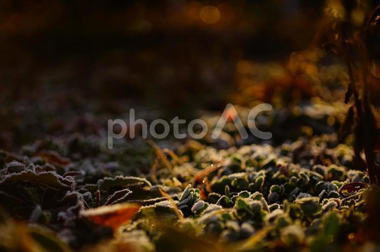 ★＜冬の五島の風景＞草原の霜に注ぐ陽射し 霜,朝霜,冬景色の写真素材