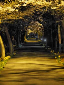 桜のライトアップ 桜のライトアップの写真