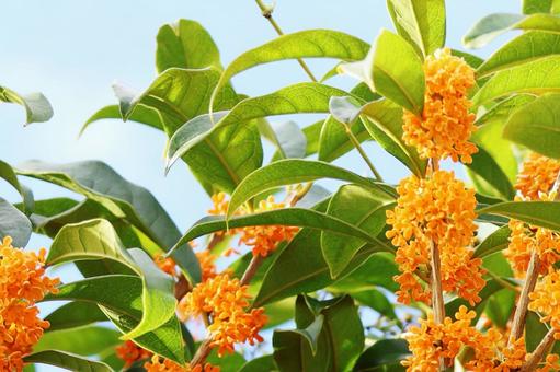 Osmanthus 8, JPG