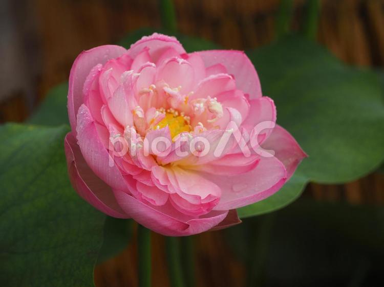 蓮の花　“青蓮子”　ピンクのハス 蓮,ハス,lotusの写真素材