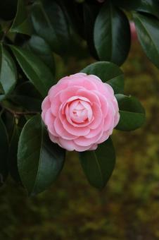 椿 椿,つばき,花の写真素材