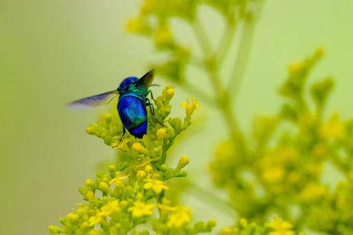 オオセイボウ⒆ オオセイボウ⒆ 蜂,オオセイボウ,宝石蜂の写真素材