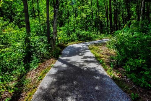 緑豊かな森の中の散歩道 緑豊かな森の中の散歩道 森,森林,緑の写真素材