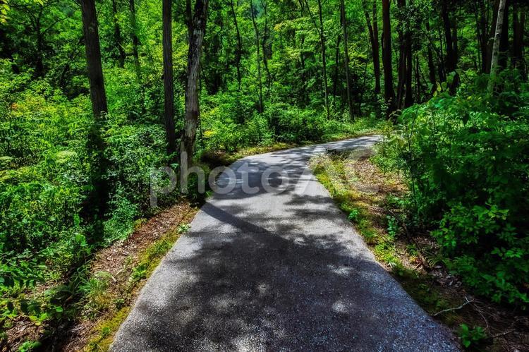 緑豊かな森の中の散歩道 森,森林,緑の写真素材