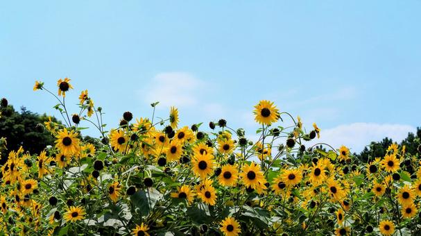 葛西臨海公園・向日葵&夏の青空・江戸川区 葛西臨海公園・向日葵&夏の青空・江戸川区 夏,ひまわり,葛西臨海公園の写真素材